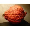 thumbnail image 2 of 30 GOLDEN HUBBARD SQUASH Genesee Red Buttercup Cucurbita Pepo Vegetable Seeds, 2 of 3
