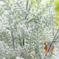 thumbnail image 4 of Ramo de Novia Grande de Rosas Artificiales Sunnimix 3 blanquecino, 4 of 8
