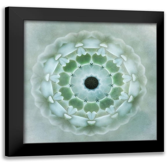 Weisz, Irene 12x12 Black Modern Framed Museum Art Print Titled - Kaleidoscope Succulent II