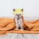 thumbnail image 5 of Sombrero parasol para perros y gatos con protección auditiva y hebilla de cuerda ajustable, sombrero de pescador, suministros para mascotas, sombrero para gatos, 5 of 6