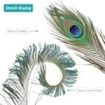 thumbnail image 3 of Plumas de pavo real THARAHT, naturales, 25 a 30 cm, para manualidades, 24 unidades, 3 of 7
