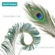 thumbnail image 3 of Plumas de pavo real THARAHT, naturales, 25 a 30 cm, para manualidades, 24 unidades, 3 of 7