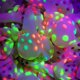 thumbnail image 4 of Globo fluorescente de 12 pulgadas, 2,8 g, globo de puntos fluorescentes transparentes, color caramelo, decoración para fiestas de bodas, 4 of 6