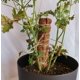 thumbnail image 5 of Estaca para plantas de 2 piezas, estaca de coco, estaca para plantas de 40 cm, palo de coco, para plantas trepadoras y plantas de interior (40 cm), 5 of 5