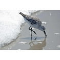 thumbnail image 3 of Nawrocke, Bruce 14x11 Black Modern Framed Museum Art Print Titled - Sandpiper II, 3 of 5