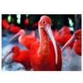 thumbnail image 2 of Pintura de diamantes 5D Sunnimix Flamencos León Búho Cruz Artesanía, 2 of 6