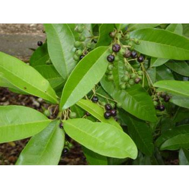 Allspice Plant Jamaica Pepper Pimenta dioica 4" Pot