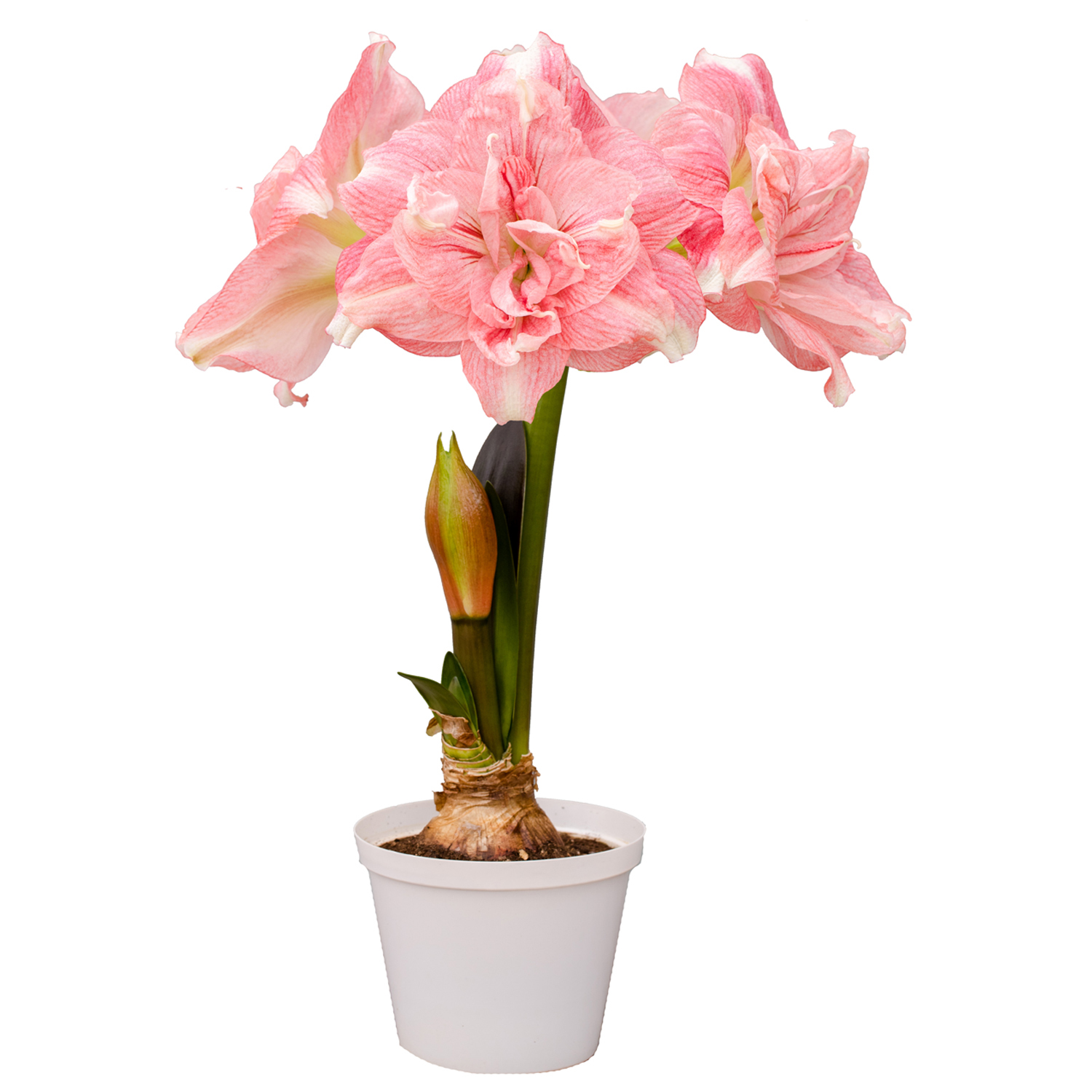 Van Zyverden Premium Fast Track Amaryllis™ Double Time™ Set of 1 Bulb Pink Partial Sun Perennial Flowering 2 lbs