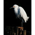 thumbnail image 2 of Burchett, PH 15x18 Black Ornate Wood Framed with Double Matting Museum Art Print Titled - Water Bird Glimpse IV, 2 of 4