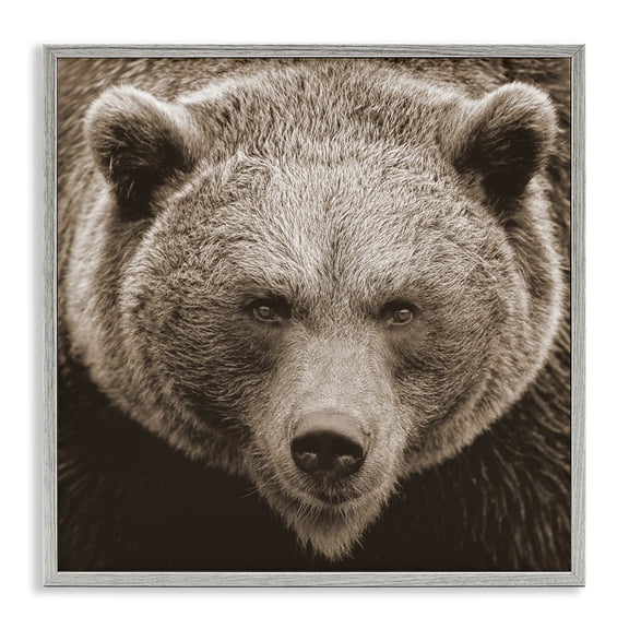 Stupell Industries Farmhouse Brown Bear Wildlife Portrait Gray Framed Giclee Art, 12 x 12, by Lil' Rue