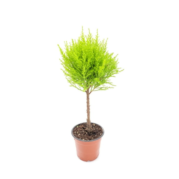 Topiary of Live Dwarf Lemon Cypress, Cupressus macrocarpa ‘Goldcrest Wilma,’ Live Indoor Tree, Houseplant, Garden Plant, Fragrant Plant, 4.5-in Pot