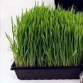thumbnail image 2 of 5 Pack of Durable Black Plastic Wheatgrass Growing Trays (With Drain Holes) 10, 2 of 2