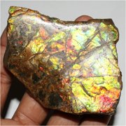 Khushi Gems Natural Ammonite Multicolor Ammolite Loose Gemstones, 517.35Cts