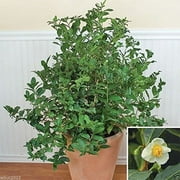 Camellia sinensis 10 Seeds Tea Plant Seeds