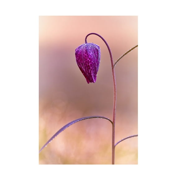 Canvas Wall Art - Stuart Williams 'Fritillary' Wall Art for Living Room, Bedroom, or Office Décor by Trademark Fine Art - 12 x 19 Inches