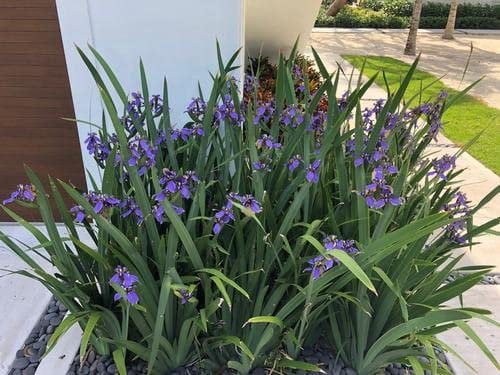Walking Iris Regina  3 Live Plants  Giant Apostle Plant  Exotic Fragrant Blooming Specimen