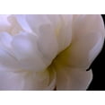 thumbnail image 2 of Burkhart, Monika 18x14 Black Ornate Wood Framed with Double Matting Museum Art Print Titled - White Peony II, 2 of 4