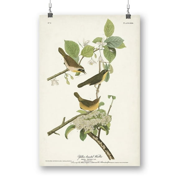Yellow-Breasted Warbler Poster - John James Audubon Designs,