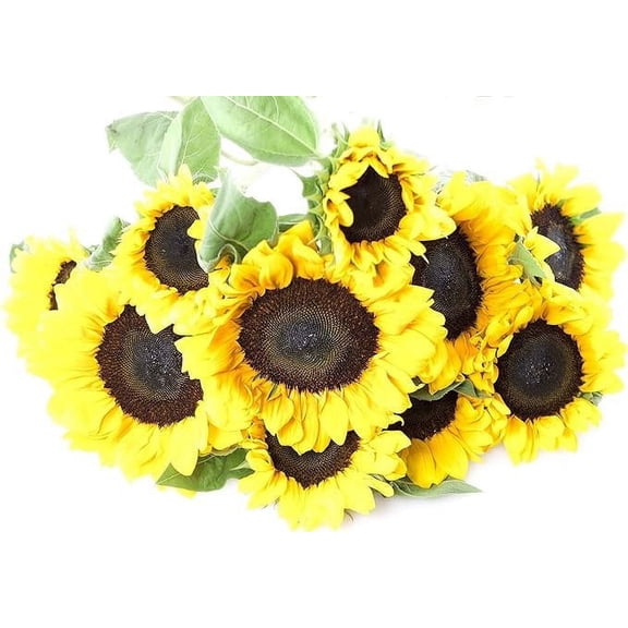 KaBloom : 50 Yellow Sunflowers, Next-Day Delivery, Gift for Every Occasion.