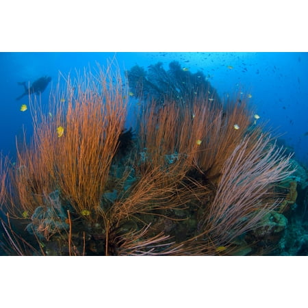 Red whip coral sea fan with diver on a colourful reef scape Susans reef Kimbe Bay Papua New Guinea Poster