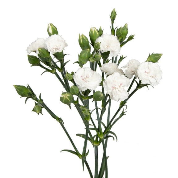 White Rafines - Farm Direct Fresh Cut Flowers - 150 Stems