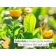 thumbnail image 2 of Babo Botanicals - Champú hidratante para bebé con caléndula de avena, 16 Ounce (Pack of 1), 2 of 9