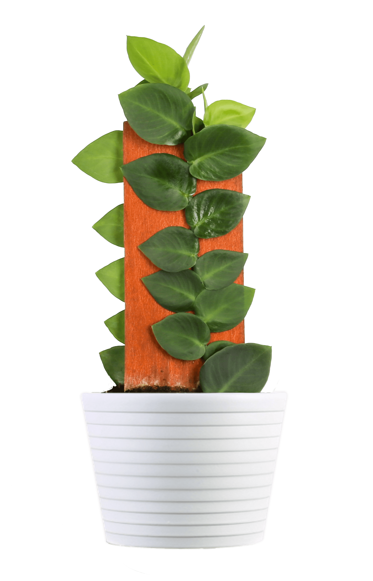 Costa Farms Live Indoor 15in. Trending Tropicals Shingle