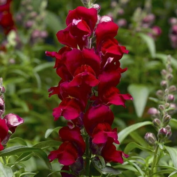 200 Red Snapdragon Seeds Flower Perennial Flowers Seed US SELLER 1283