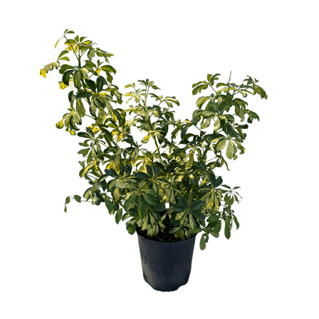 Arboricola Dwarf umbrella tree LIVE PLANT Tropical bright foliage