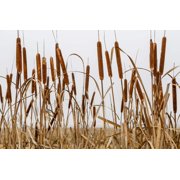 Seedville 50 Cattails Flower Seeds, Water Pond Grass