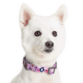 thumbnail image 5 of 10+ Patterns Spring Scent Floral Dog Collars, Personalized Collars, 5 of 5
