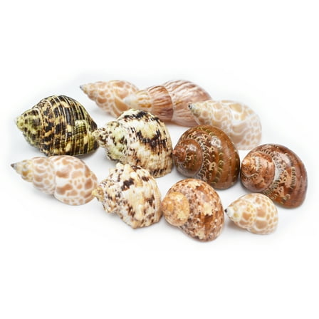 11 Shell Hermit Crab Changing & Growth Set - Medium Size Seashells