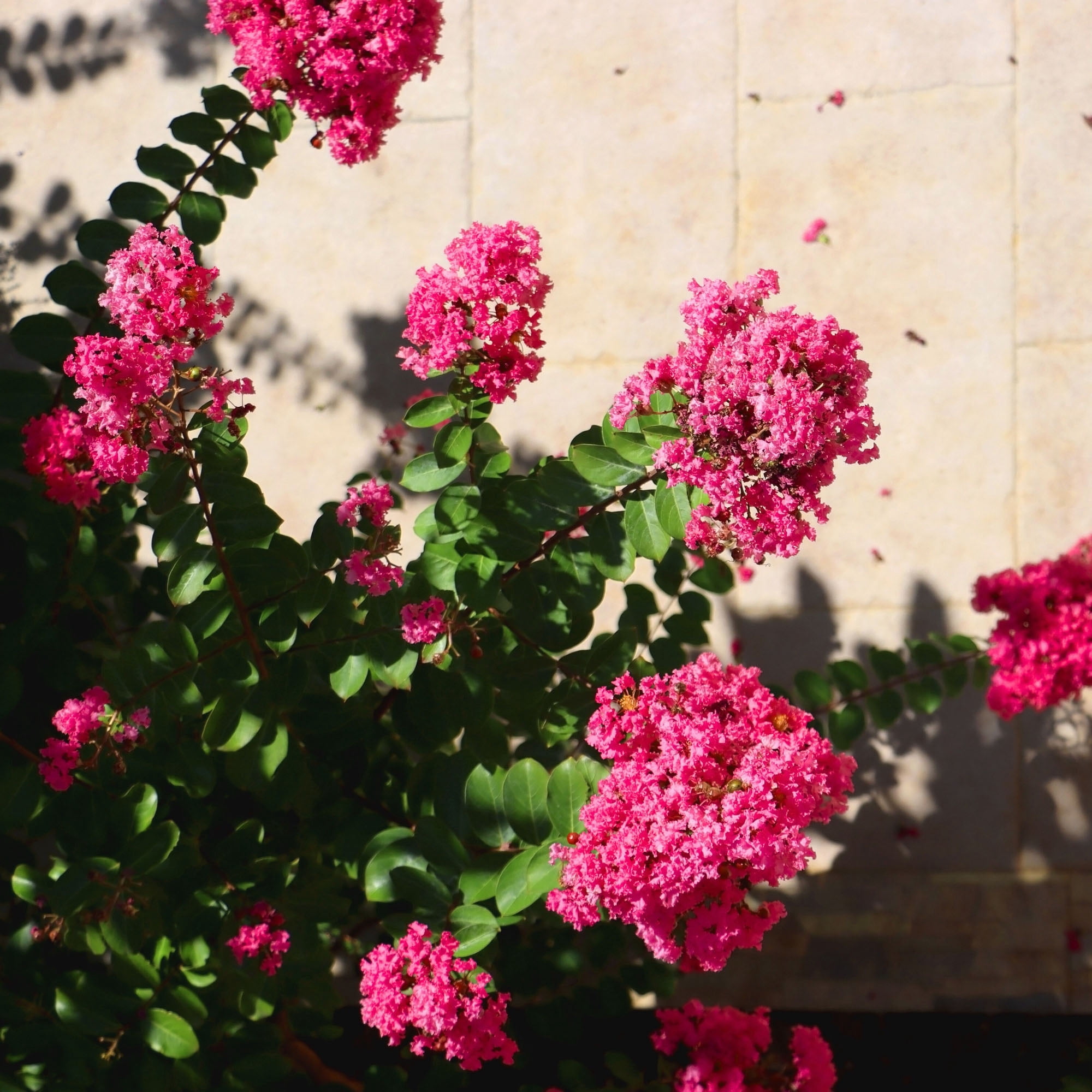 Expert Gardener Tuscarora Crape Myrtle Live Tree in 2.25-Gallon Grower Pot