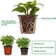 thumbnail image 3 of Macetas de plástico YONGSHENG de 6 pulgadas para vivero de plantas 40 Uds, 3 of 5