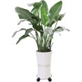 thumbnail image 5 of Caddy pour Plantes - 33cm Rond en Métal, Chariot pour Pots de Plantes avec Roue de Frein (1 Pack), 5 of 5