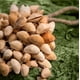 thumbnail image 2 of Uuiauoio Handmade Natural Wind Chime, Wood and Shell Acoustic Instrument for Yoga and Meditation, Soothing Wind Bells for Indoor and Outdoor Decor, Handcrafted Musical Decor for Home and Garden, 2 of 3