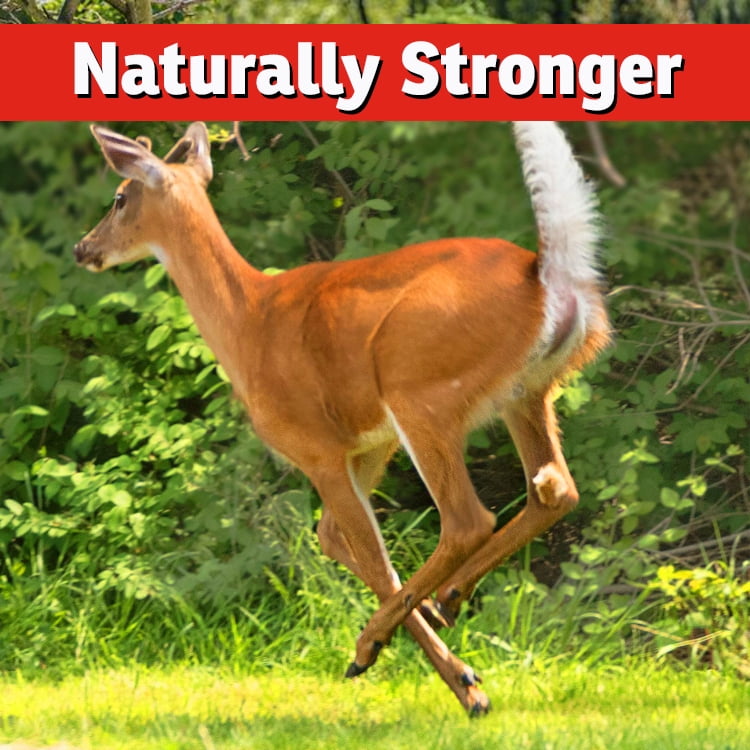 I Must Garden Deer Repellent Concentrate [2 Pack] - Natural Spice Scent - Two 32oz Bottles