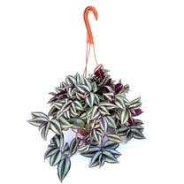 Tradescantia Silver Plus Tradescantia Zebrina Live Houseplants in 6” Hanging Pots