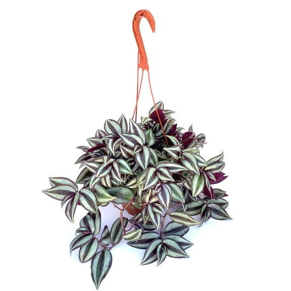 Tradescantia Silver Plus Tradescantia Zebrina Live Houseplants in 6” Hanging Pots