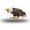 Front facing Fierce Eagle, variant on Front facing Fierce Eagle Front License Plate, Funny Standard Plates Personalized Novelty Decorative For Men/Women/Boys/Girls Car 6×12 Inch