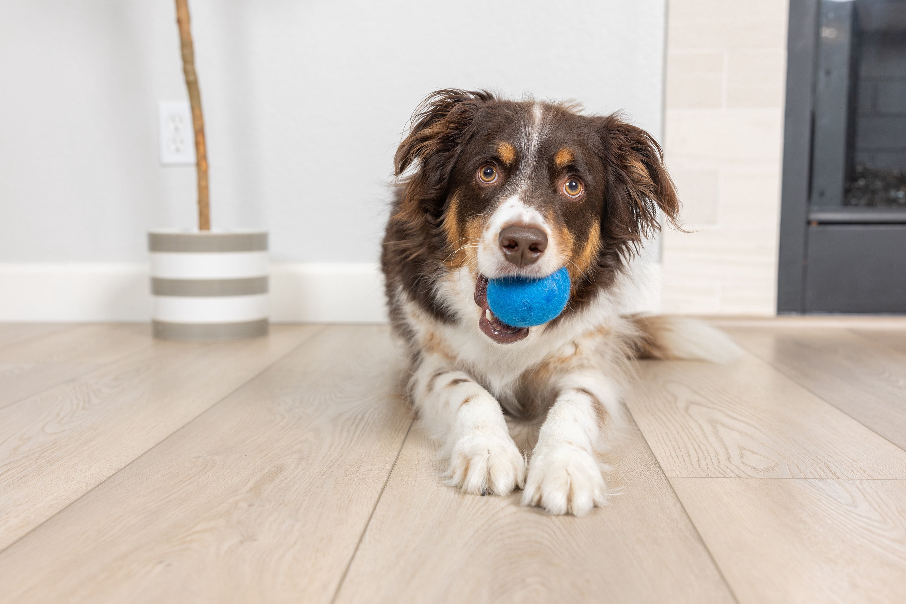 Chuckit! Wool‑ee Plastic‑Free Dog Balls, Medium, Orange & Blue – All‑Natural Wool Indoor Toys for Dogs 20–60 lb, Pack of 2