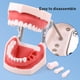 thumbnail image 3 of Modelo Dental de resina, modelo de entrenamiento Typodont, modelo de dientes para adultos para práctica de técnico Dental, equipos de dentista para enseñanza de mandíbula de goma, 3 of 5