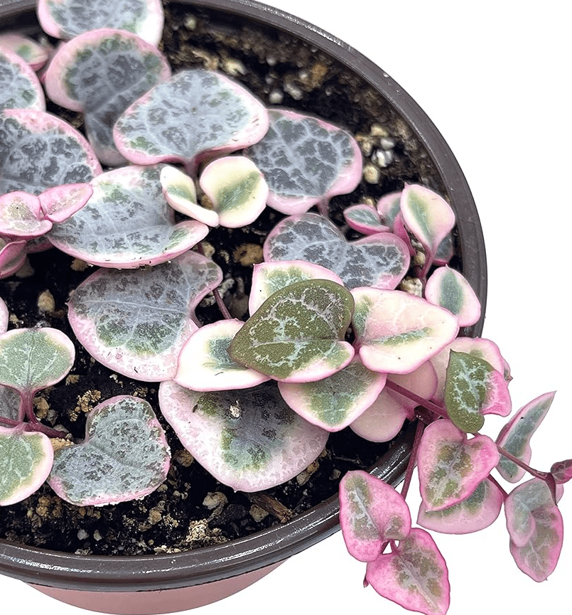 Variegated String of Hearts Plant Live, Pink String of Heart Plant 2 Inches Pot, Live Plant Indoor String of Hearts