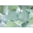 thumbnail image 2 of Deiter, Lori 32x23 Black Ornate Wood Framed with Double Matting Museum Art Print Titled - Aqua Leaves, 2 of 4