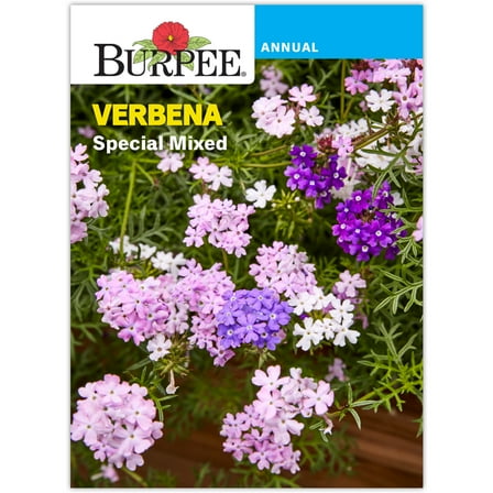 Burpee Special Mix Verbena Annual Flower Seed, 1-Pack, Full Sun
