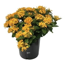 Nature's Way Farms Ixora Maui Yellow (18-24 inches tall) in growers pot