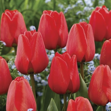 Van Zyverden Tulips Apeldoorn Set of 12 Bulbs, Red, Partial Sun, Perennial