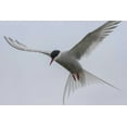 thumbnail image 2 of Illg, Cathy and Gordon 14x11 White Modern Wood Framed Museum Art Print Titled - Iceland, Reykjavik Arctic tern hovering, 2 of 4