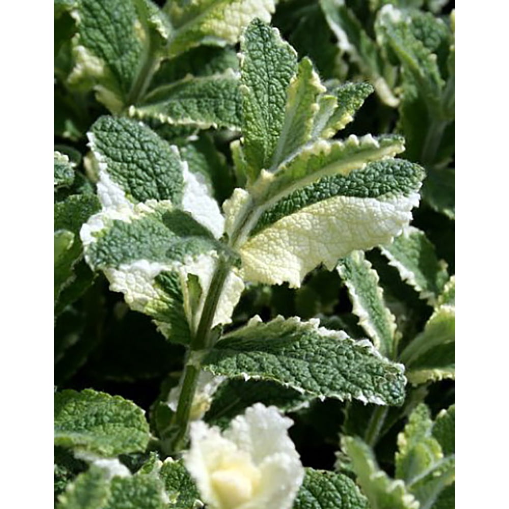Variegated Pineapple Mint Mint Sauces, Fruit Salad