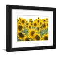 thumbnail image 1 of Sunflowers, Colorado, USA, Botanical Scenic Framed Art Print Wall Art by Terry Eggers Sold by Art.Com, 1 of 5